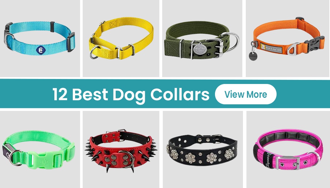12 Best Dog Collars That Will Be Right Option For Your Furry Family Member